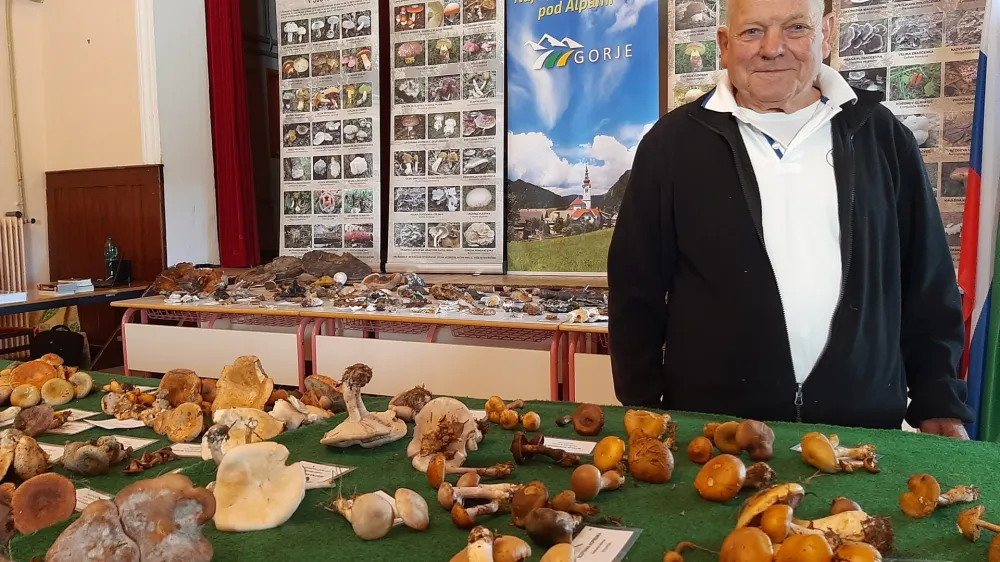 Predsednik Gobarskega društva Gorje Pavel Jakopič gobe nabira že od otroštva. Najlepša goba zanj je bleščava luskarica, najbolj okusna pa karželj oziroma cesarska mušnica, ki je pri nas zaščitena. F Tina Jereb