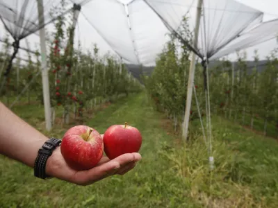 Na kmetijskem ministrstvu zagotavljajo, da s posodobljenim strateškim načrtom razvoja kmetijstva za naslednjih pet let dvigujejo okoljske in podnebne ambicije ter podpirajo kmetijstvo, ki bo zagotavljalo varno preskrbo s kakovostno hrano.
 