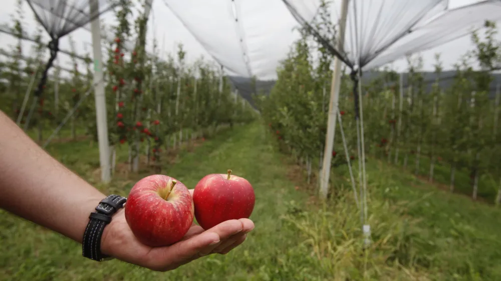 Na kmetijskem ministrstvu zagotavljajo, da s posodobljenim strateškim načrtom razvoja kmetijstva za naslednjih pet let dvigujejo okoljske in podnebne ambicije ter podpirajo kmetijstvo, ki bo zagotavljalo varno preskrbo s kakovostno hrano.
 