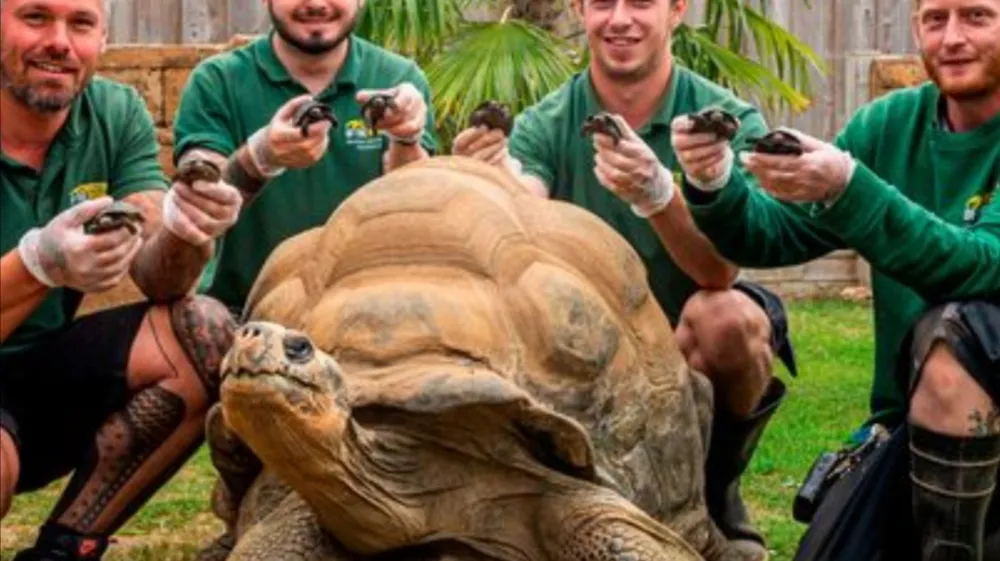 Navdušeni oskrbniki želvaka Dirka z njegovim podmladkom. F BNPS