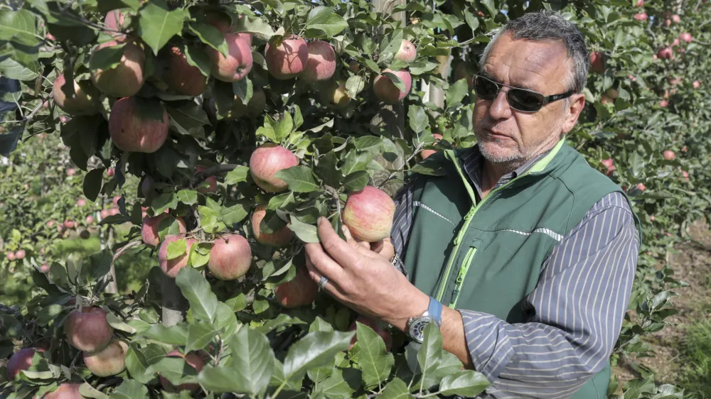 vodja sadovnjaka Roman Mavec- 06.10.2022 - Poskusni sadovnjak Kmetijskega in&scaron;tituta Slovenije na Brdu pri Lukovici, ki je namenjen preizku&scaron;anju novej&scaron;ih sort jablan. - jabolka &ndash; jablane &ndash; sadjarstvo //FOTO: Jaka Gasar
