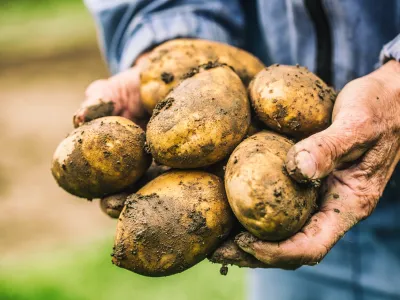 Old hand of farmer holding fresh organic potatoes.
