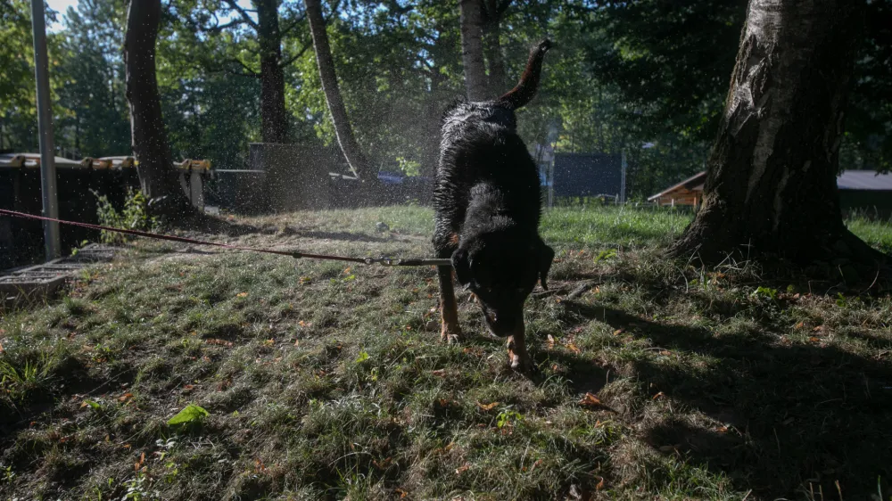 20.07.2022 - vročinski val - visoka temperatura- suša - nizek vodostaj rek - reka Sava v TacnuFoto: Luka Cjuha