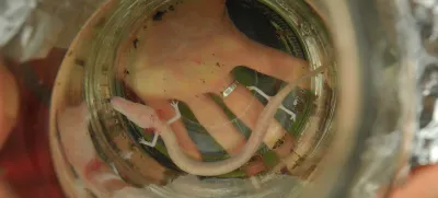 ﻿Kompolje, Dobrepolje,<br>v kleti po sanaciji poplav, najden proteus, cloveska ribica,