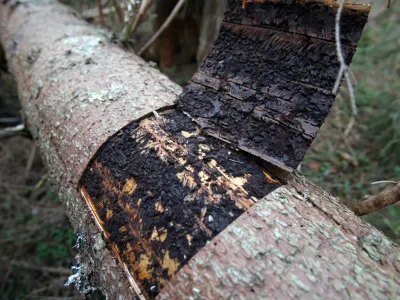 - lubadar uničuje gozdove<br><br><br>- Pokljuka - poklju&scaron;ki gozdovi gostili politike - Zavod za gozdove Slovenije je povabil člane odbora DZ za za kmetijstvo, gozdarstvo in prehrano, da bi se na lastne oči prepričali kako poteka sečnja in spravilo v ujmah po&scaron;kodovanega lesa. Smrekov lubadar  ///FOTO: Luka CjuhaOPOMBA: ZA OBJAVO V ČASOPISU DNEVNIK