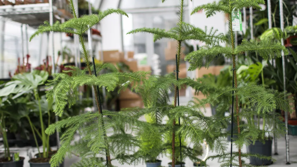 V trgovini in na spletu Džungla Plants ponuja smrečice, ki bodo kot lončnice krasile dom več let.