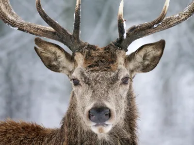 Taken in Richmond Park, London. London experienced icy weather in the past few days and rural areas were covered in snow. Therefore I decided to take some shots about the deers in snow.