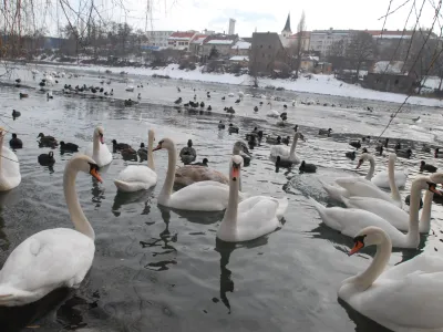 - ilustrativna fotografija - - labod - <br>- odkritje virusa - ptičja gripa tipa H5 pri labodih v Sloveniji, virus ptičje gripe - Maribor- Koblerjev zaliv - Drava, labod, <br>, // FOTO: Luka Cjuha<br><br>OPOMBA: ZA OBJAVO V ČASOPISU DNEVNIK