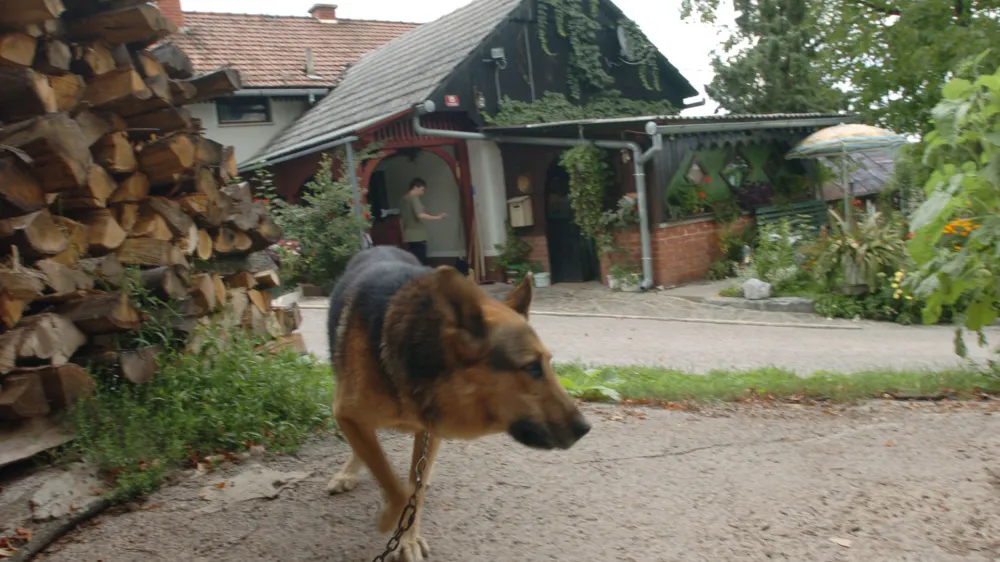 Psi na kmetijah lahko ostanejo na verigi, vendar le, če je vodilo dolgo najmanj pet metrov in je vsaj dva metra nad tlemi, privez pa mora psu omogočati najmanj štiri metre gibanja v obe stranski smeri od vodoravnega vodila.