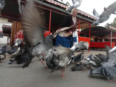 Ljubljanska tržnica, golobi, ptice, perjad, //FOTO: Jaka Adamič<br><br>OPOMBA: ZA OBJAVO V SOBOTNI PRILOGI - REPORTAŽA