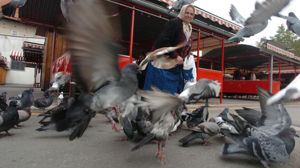 Ljubljanska tržnica, golobi, ptice, perjad, //FOTO: Jaka Adamič<br><br>OPOMBA: ZA OBJAVO V SOBOTNI PRILOGI - REPORTAŽA