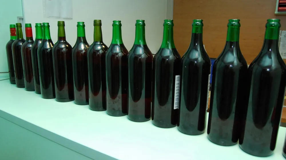 Letno ocenjevanje cviček