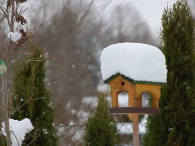 ﻿md335 ptice 4.jpg