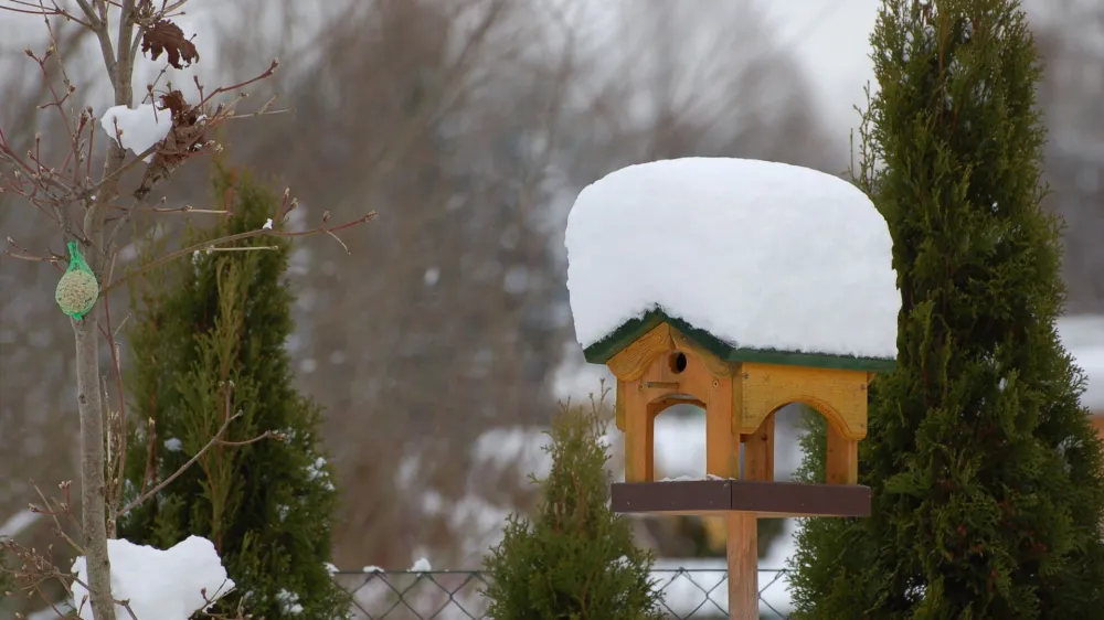 ﻿md335 ptice 4.jpg