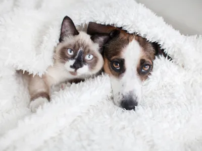 Cat and dog together under white plaid. Friendship kitten and puppy. Dog and cat friends