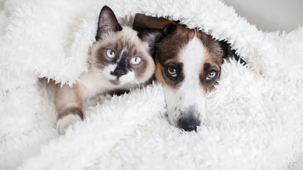 Cat and dog together under white plaid. Friendship kitten and puppy. Dog and cat friends