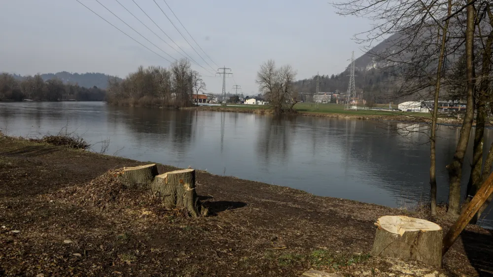 - 02.02.2023 - Marinovševa cesta v Ljubljani – posekana drevesa pod električnim daljnovodom pri reki Savi - //FOTO: Luka Cjuha