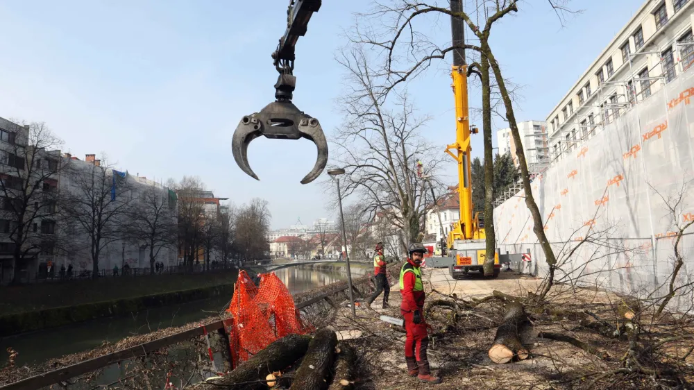 - sečnja prvih treh lip - - 22.03.2023 – Petkovškovo nabrežje – obnova drevoreda - odstranjevanje nestabilnih dreves med Resljevo in Rozmanovo ulico - //FOTO: Tomaž Skale