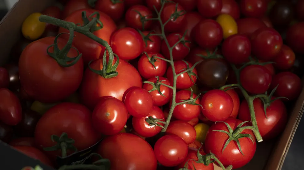 Podjetje Paradajz d.o.o., pardižnik Lu&scaron;t,<br><br>- 10.08.2022 &ndash; pridelava paradižnika na &Scaron;tajerskem in Prekmurju -<br><br> <br>//FOTO: Nik Erik Neubauer<br>OPOMBA &ndash; REPORTAŽA ZA OBJEKTIV 2022 -