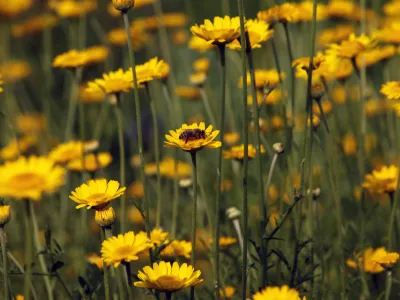 travniške cvetlice - čebele - cvet<br><br><br>- Zeliščarska kmetija Plavica - Cerovec 34 - Dolenjske Toplice, zeliščarstvo<br><br><br><br><br><br>//FOTO: Jaka Gasar