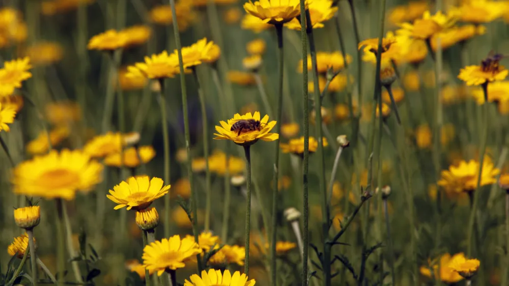 travniške cvetlice - čebele - cvet<br><br><br>- Zeliščarska kmetija Plavica - Cerovec 34 - Dolenjske Toplice, zeliščarstvo<br><br><br><br><br><br>//FOTO: Jaka Gasar