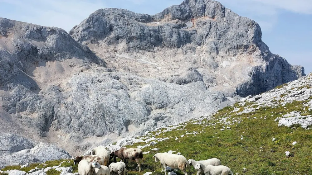 Površina triglavskega ledenika je leta 1955 merila okoli 14 hektarjev. Danes je tridesetkrat manjši, v njegovi okolici pa se pasejo ovce. 