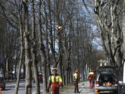 - 28.03.2023 – Topniška ulica v Ljubljani - redno obrezovanje dreves - //FOTO: Luka Cjuha