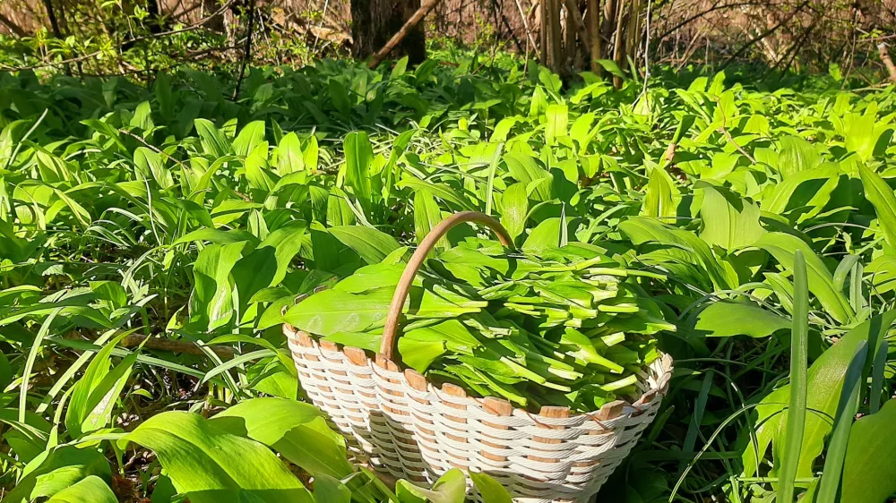 Pri nabiranju čemaža je treba biti vselej zelo pazljiv, saj ga nekateri še vedno radi zamenjajo s podobnima, a strupenima šmarnico in jesenskim podleskom.