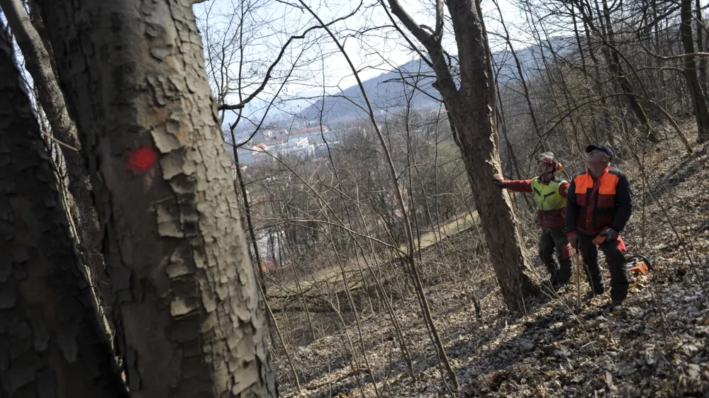 - Grajski grič pod Ljubljanskim gradom 2012, nujni posek - sečnja 140 dreves na strmem gozdnem zemljišču v lasti MOL, ki se nagiba nad staro mestno jedro - podiranje okuženega, z insekti napadenega, močno poškodovanega drevja  //FOTO: Tomaž Zajelšnik