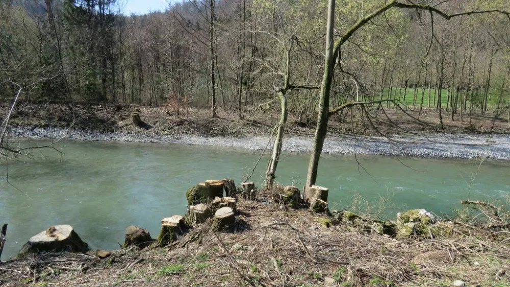 Pomladanski gozdni posek oz pomladitev