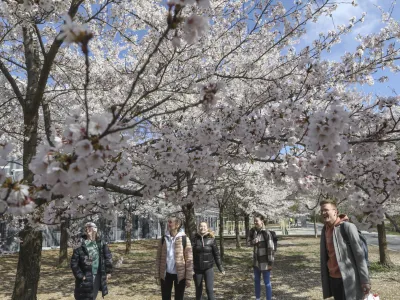 Cvetoče japonske češnje napovedujejo toplejši del leta.