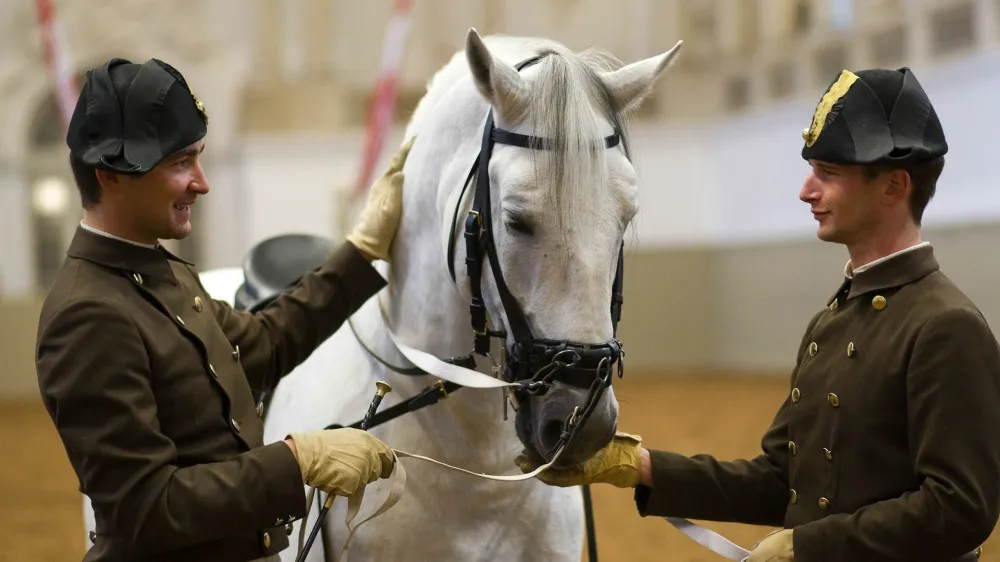 Jutranji trening v dunajski &scaron;panski jahalni &scaron;oli: SAMO ZA ČLANEK V DNEVNIKU 19.4.23!!!