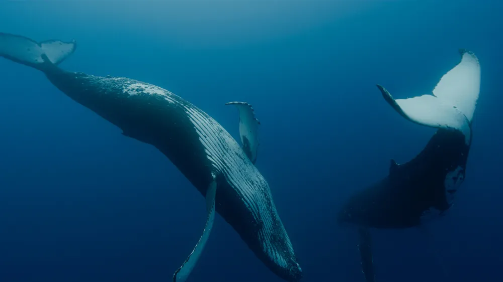 Kiti, varuhi planeta (Les gardiennes de la planete)