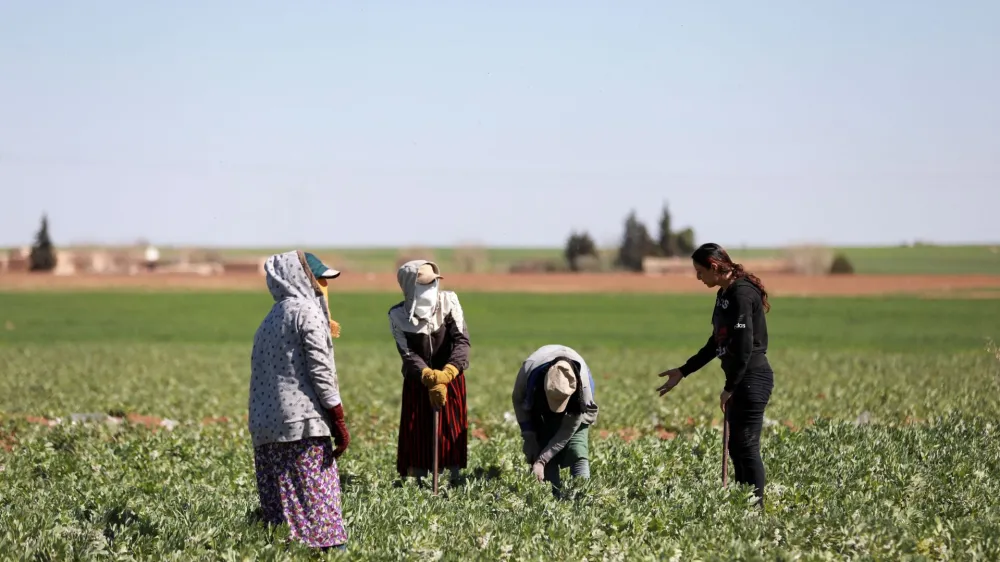 Residents work in an agriculture field near their homes in Jinwar, an all-women village, in Al-Darbasiyah town that controlled by Kurdish-led Syrian Democratic Forces, northeastern Syria, March 7, 2023. REUTERS/Orhan Qereman