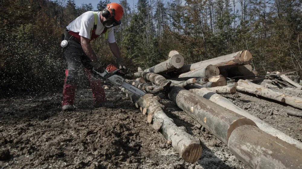 ﻿- Soško gozdno gospodarstvo Tolmin -  - Občina Idrija - sanacija poškodovanih gozdov sečnja in spravilo poškodovanega lesa - podrta - polomljena drevesa - gozdovi - gozd - les - hlodovina - gozdarstvo- 30.9.2014 - odpravljanje posledic po ledeni ujmi - sanacija po žledolomu - žledolom - ledena ujma -  ///FOTO: Luka CjuhaOPOMBA: ZA OBJAVO V PRILOGI – DNEVNIKOV OBJEKTIV - REPORTAŽA 2014.