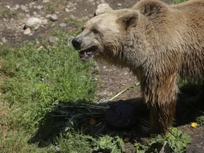 Obstaja precejšnja možnost, da se po gozdovih med Škofljico in Turjakom potika ranjen in zato nevaren medved.