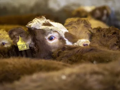 ﻿- govedoreja - govedo, krave, telice- 14.12.2018, Jurovski Dol - Družinsko podjetje Vita - Špindler d.o.o. je bilo ustanovljeno 26.3.2003 in danes spada med največje uvoznike in izvoznike živine v Sloveniji. Ukvarjajo se s prodajo in odkupom živih živali – goveda, predvsem preko lastnega zbirnega centra v Jurovskem Dolu.Foto: Matjaž Rušt