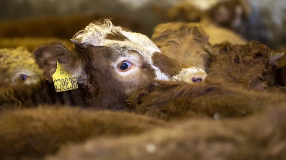 ﻿- govedoreja - govedo, krave, telice- 14.12.2018, Jurovski Dol - Družinsko podjetje Vita - Špindler d.o.o. je bilo ustanovljeno 26.3.2003 in danes spada med največje uvoznike in izvoznike živine v Sloveniji. Ukvarjajo se s prodajo in odkupom živih živali – goveda, predvsem preko lastnega zbirnega centra v Jurovskem Dolu.Foto: Matjaž Rušt