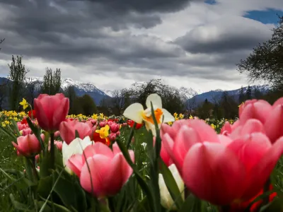 - razstava spomladanskega cvetja in tulipanov -- 18.04.2023 - Arboretum Volčji Potok - //FOTO: Bojan velikonja