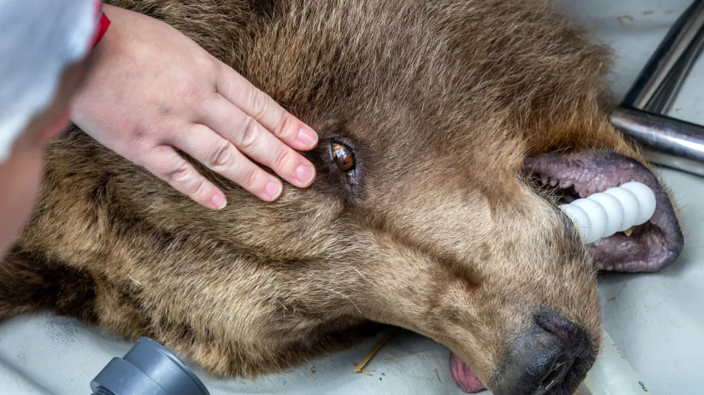 18 April 2023, Mecklenburg-Western Pomerania, Stuer: A veterinarian checks the eye of the anesthetized bear Ida, who was born in 1995 in the Stendal Zoo. The bear is taken to an examination room for a detailed examination by veterinarians. Over two days, a total of four bears from the park of the animal protection foundation "Vier Pfoten" are subjected to a detailed medical check by the veterinarians from Berlin. Photo: Jens Büttner/dpa