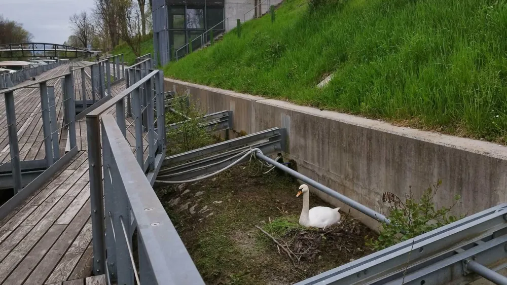 Labodji par si je gnezdo zgradil na ljubljanski Špici. 