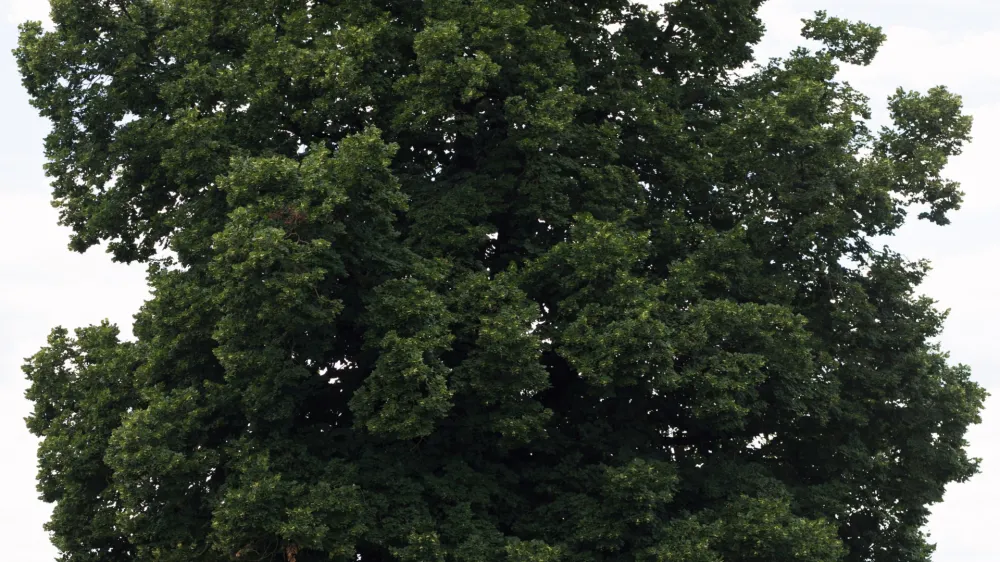 Mogočna lipa sredi polj in travnikov
v Suhi pri Predosljah je najlepše drevo na Gorenjskem. F Urban Šink