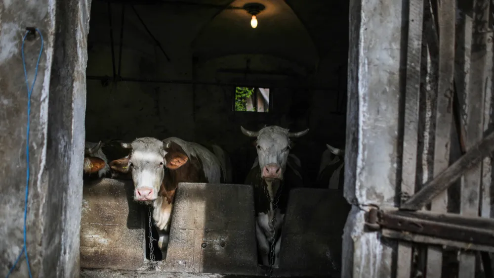 Krave, štala, živinoreja.- 25.03.2023 – Zgornje Gameljne - Kmetija Franca Junkerja - šestošolec Aleksej po pouku najraje obišče Frančevo kmetijo in mu pomaga pri oskrbi krav in drugih kmečkih opravilih - //FOTO: Bojan Velikonja