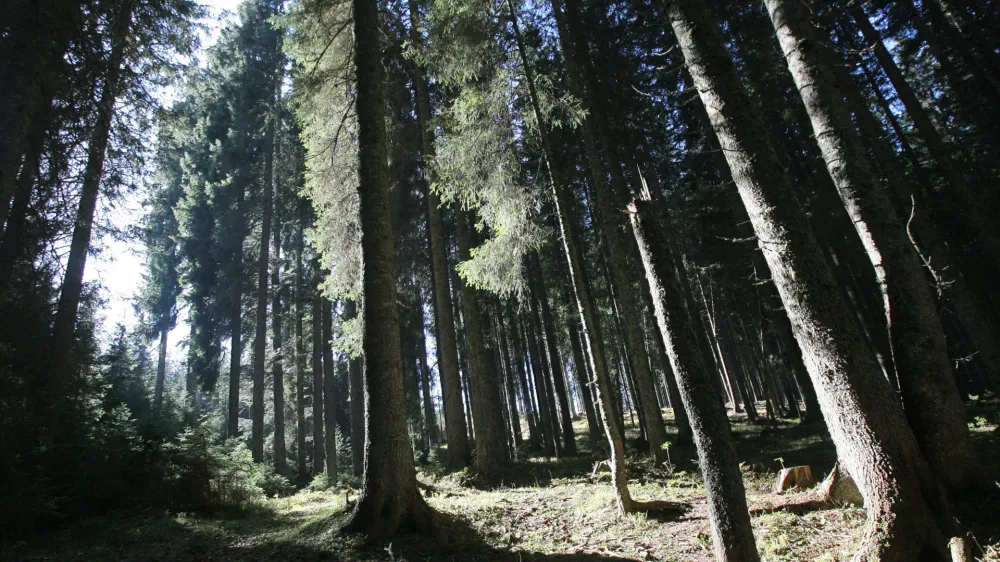 - Pokljuka - pokljuški gozdovi gostili politike - Zavod za gozdove Slovenije je povabil člane odbora DZ za za kmetijstvo, gozdarstvo in prehrano, da bi se na lastne oči prepričali kako poteka sečnja in spravilo v ujmah poškodovanega lesa  ///FOTO: Luka CjuhaOPOMBA: ZA OBJAVO V ČASOPISU DNEVNIK