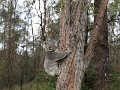 ﻿FILE PHOTO: A rescued koala named Ernie climbs up a tree as he is released back into his natural habitat, following medical treatment for chlamydia, where he had to have one of his eyes removed, in Grose Vale, Sydney, Australia, July 25, 2020. REUTERS/Loren Elliott   SEARCH "KOALAS ELLIOTT" FOR THIS STORY. SEARCH "WIDER IMAGE" FOR ALL STORIES/File Photo