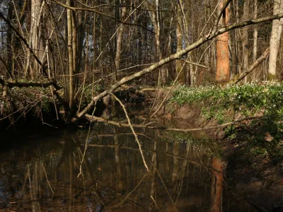 Na območju občine Domžale je še nekaj manjših, še nezavarovanih mokrišč, ki jih želijo zavarovati.