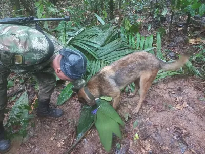 A soldier and a dog take part in a search operation for child survivors from a Cessna 206 plane that had crashed in the jungle more than two weeks ago, in Caqueta, Colombia May 17, 2023. Colombian Air Force/Handout via REUTERS ATTENTION EDITORS - THIS IMAGE WAS PROVIDED BY A THIRD PARTY. MANDATORY CREDIT. NO RESALES. NO ARCHIVES