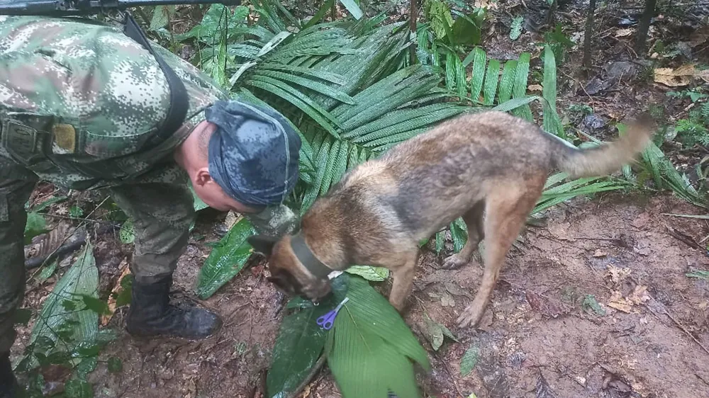 A soldier and a dog take part in a search operation for child survivors from a Cessna 206 plane that had crashed in the jungle more than two weeks ago, in Caqueta, Colombia May 17, 2023. Colombian Air Force/Handout via REUTERS ATTENTION EDITORS - THIS IMAGE WAS PROVIDED BY A THIRD PARTY. MANDATORY CREDIT. NO RESALES. NO ARCHIVES