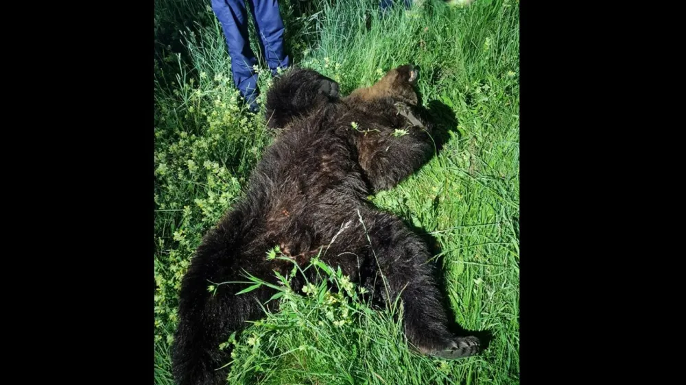 V občini Bohinj je sinoči voznik avta trčil v medveda. Žival je na kraju poginila. 