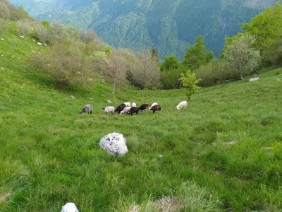 ovce foto: Pašna skupnost Starijski vrh